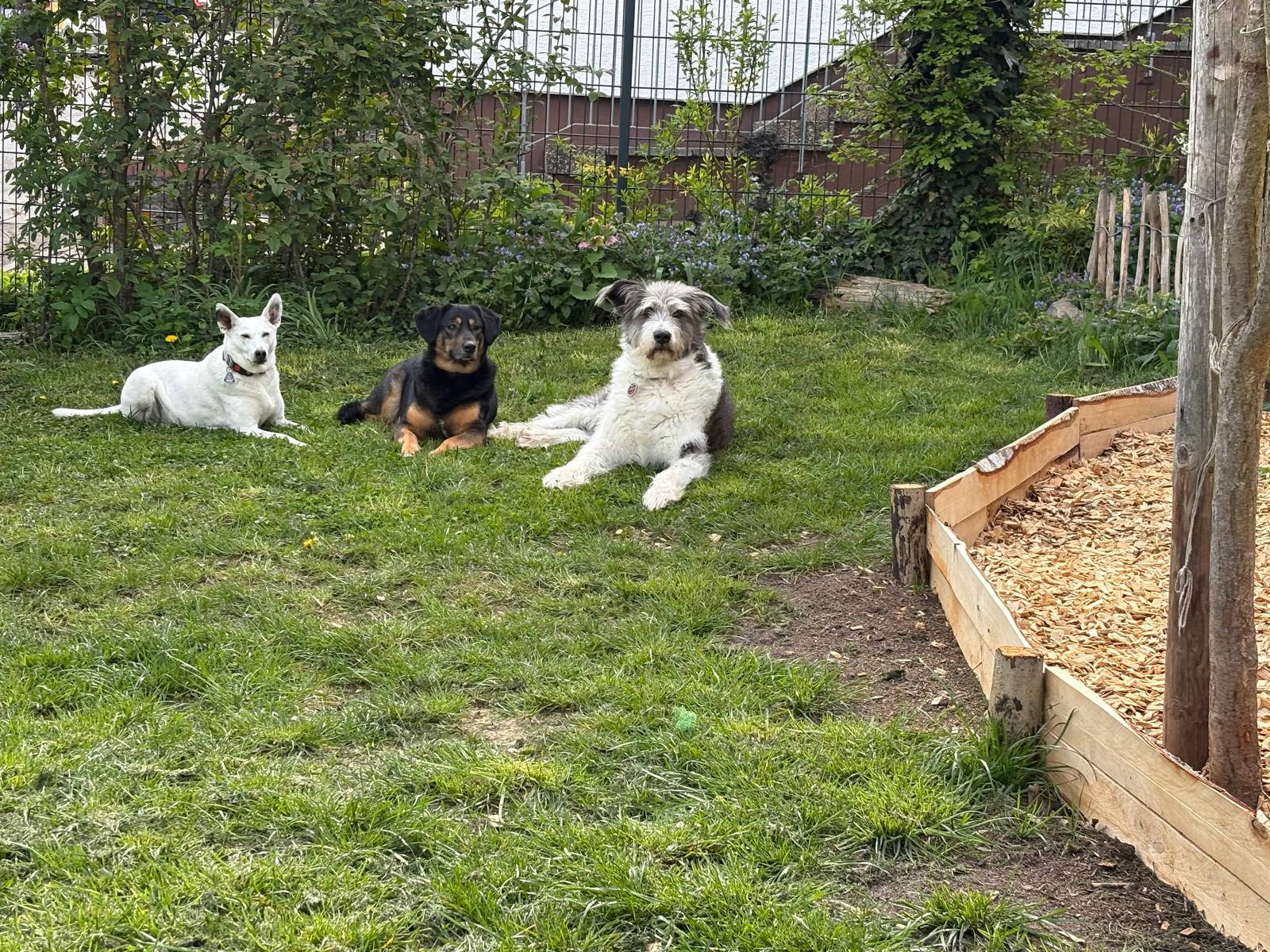 Sandra Hund 7